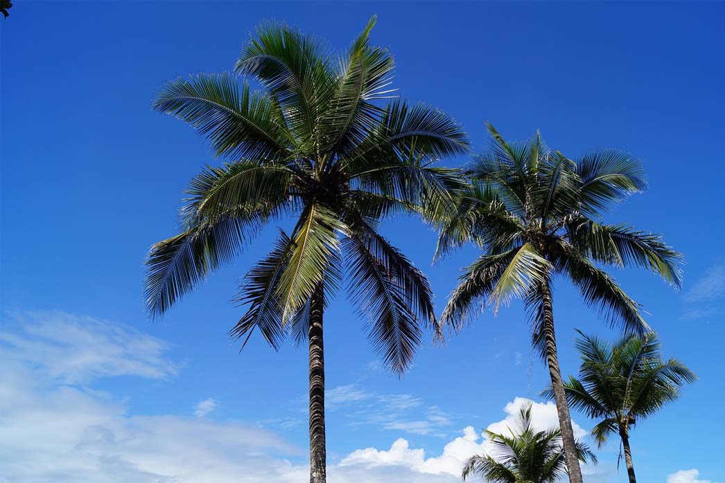 Palm Trees and Sky in Costa Rica | Costa Rica Surf: The Costa Rica ...